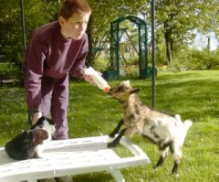 La biquette ou les petits agneaux au biberon